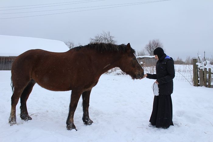 The mare at our convent