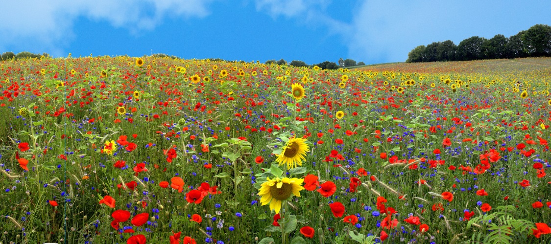 Flowers in a field in Holland