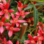 New South Wales Christmas Bush (Ceratopetalum gummiferum)