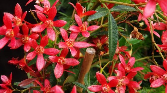 The New South Wales Christmas Bush: Indigenizing Orthodoxy to Australia